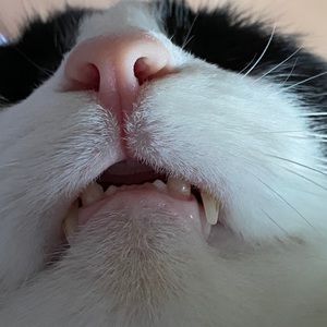 Meet your Posher, Henry